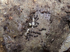 Temnothorax longispinosus