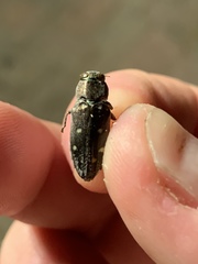 Chrysobothris