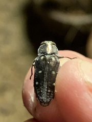 Chrysobothris
