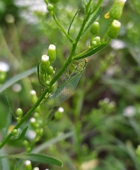 Chrysopa walkeri