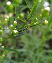 Chrysopa walkeri