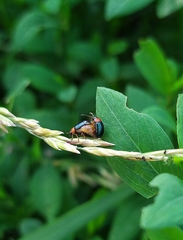 Gastrophysa polygoni