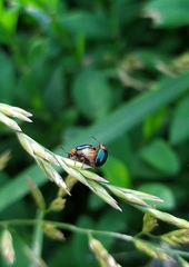 Gastrophysa polygoni