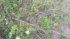 Rubus deliciosus
