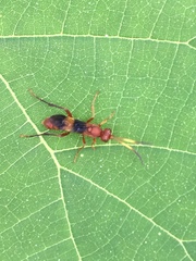 Trogomorpha arrogans