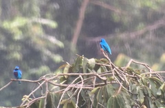 Cotinga amabilis