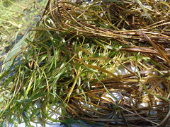 Potamogeton compressus