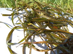 Potamogeton compressus
