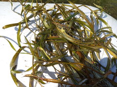 Potamogeton compressus