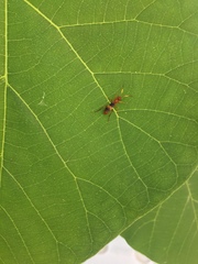 Trogomorpha arrogans