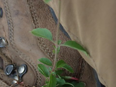 Epilobium roseum