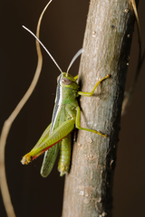 Heteracris pterosticha