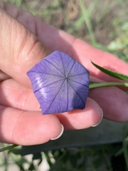 Platycodon