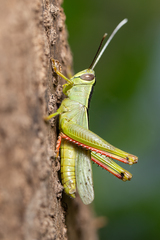 Heteracris pterosticha