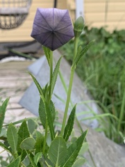 Platycodon