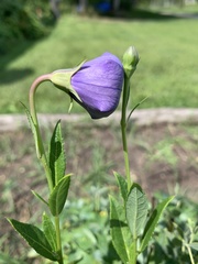 Platycodon