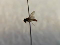 Toxomerus marginatus