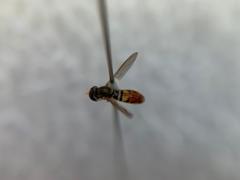 Toxomerus marginatus