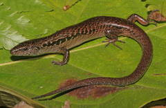 Sphenomorphus cranei