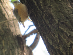 Sitta europaea caucasica