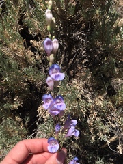 Penstemon comarrhenus