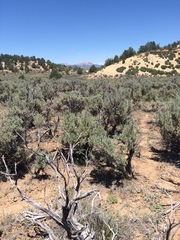 Penstemon comarrhenus