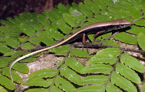 Black Emo Skink