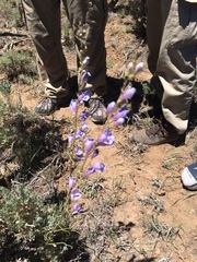 Penstemon comarrhenus