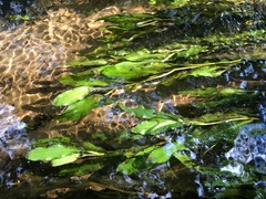 Potamogeton × fluitans