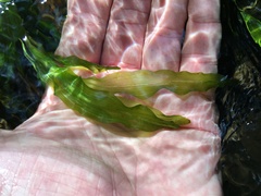 Potamogeton × fluitans