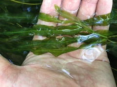 Potamogeton × fluitans