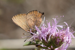 Callophrys augustinus iroides