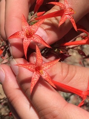 Ipomopsis aggregata formosissima