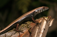 Emoia nigra