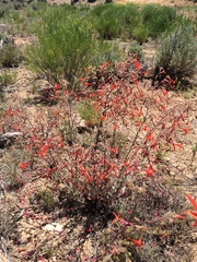 Ipomopsis aggregata formosissima