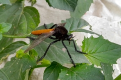 Archilestris magnificus