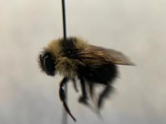 Bombus