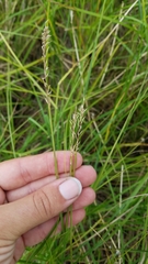 Carex sartwellii