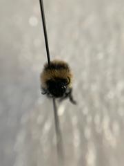 Bombus