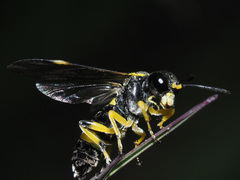 Tenthredo zonula