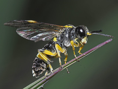 Tenthredo zonula