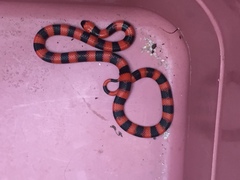 Micrurus nigrocinctus