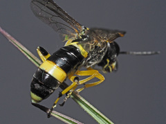 Tenthredo zonula