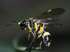 Tenthredo zonula