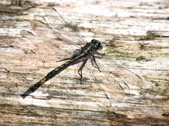 Arigomphus