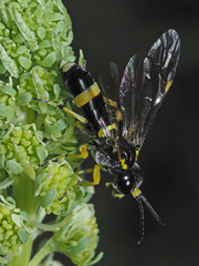 Tenthredo zonula