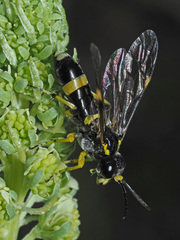 Tenthredo zonula
