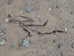 Laminaria sinclairii