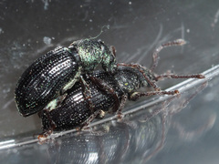 Phyllobius viridicollis