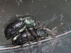 Phyllobius viridicollis
